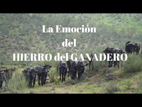 ⭐️IMPORTANTE❗️La EMOCIÓN del HIERRO del GANADERO