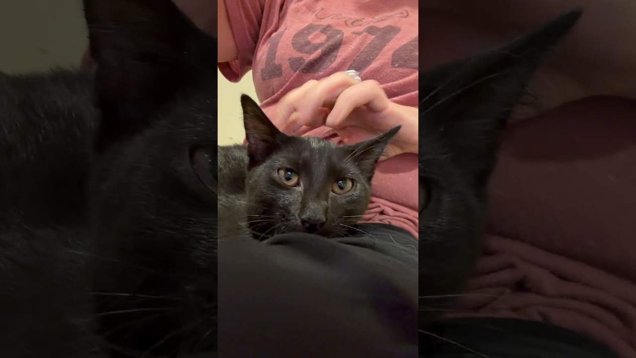 Onyx, an adopted mixed breed in Hyattsville, MD video 6/6
