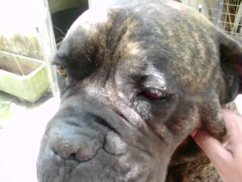 JOYS Bagnolo del salento