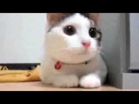 Cats Make for The Funniest Videos!