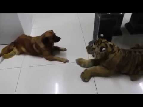 ▶ Dog vs Tiger Who wins hhhh   YouTube