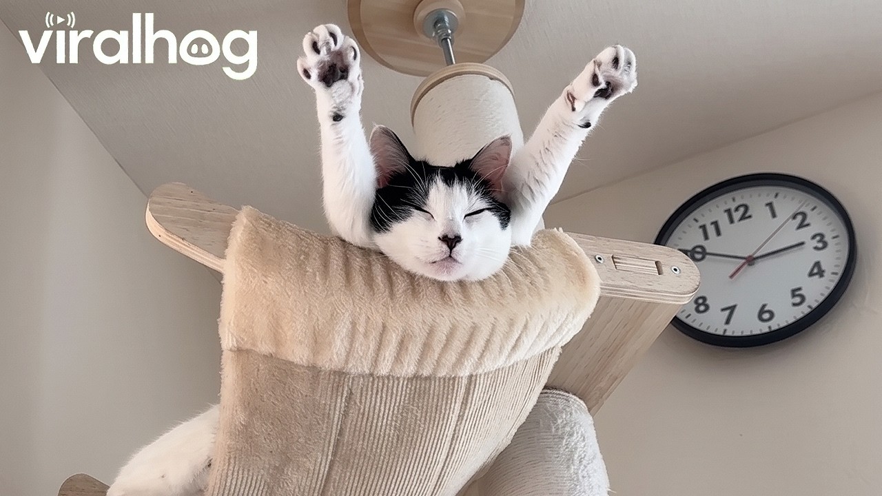Sleepy Kitty Relaxing || ViralHog