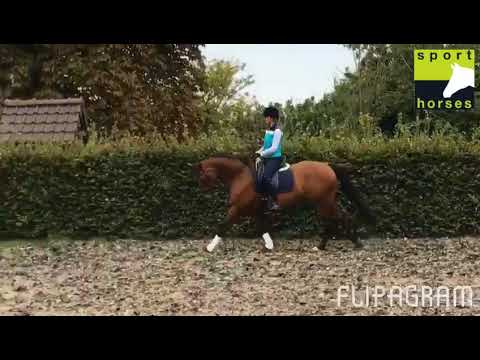 KWPN | Numero Uno | Now or Never M (Ninko H)