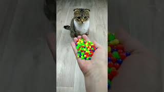 Funny Cat Barsik Vasj Beads 📿🌈 Domino 🟥 Reverse video