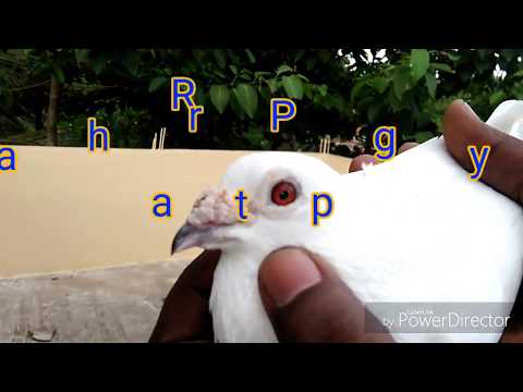 Madrasi kabootar ki pehchan kaise kare How to identify Madrasi pigeon. kolkata Video