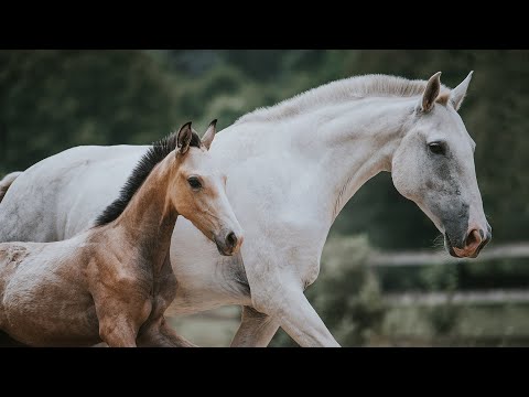 Horse for Sale | Feminine piro free filly with pink nose (REF#452)