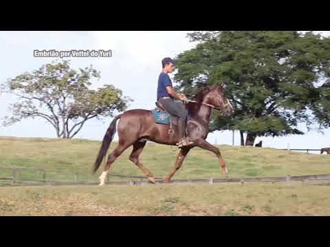 17A Lanterna da Origem   embrião