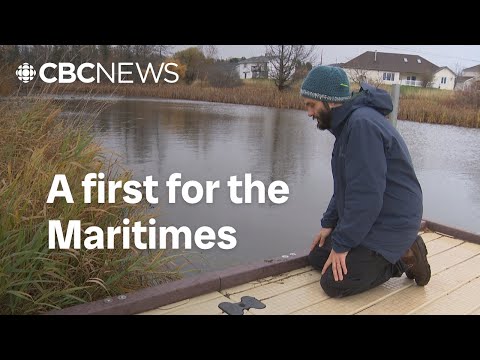 New invasive plant found in P.E.I., and it’s spreading fast