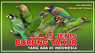 Download lagu 15 JENIS BURUNG TAKUR YANG ADA DI INDONESIA | BURUNG DILINDUNGI DI INDONESIA | MEGALAIMIDAE mp3 Download lagu 15 JENIS BURUNG TAKUR YANG ADA DI INDONESIA | BURUNG DILINDUNGI DI INDONESIA | MEGALAIMIDAE mp3