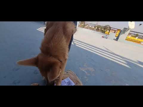 Dhruva Unboxing Parcel