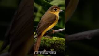 Download lagu BRINJI RAMBUT TUNGGIR GACOR - MASTERAN BURUNG BRINJI GACOR JERNIH mp3