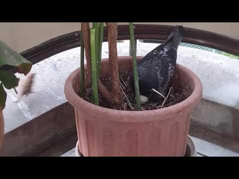 鳩が庭やバルコニーの植木鉢に卵を産まないようにするための 5 つ以上のヒント  庭園