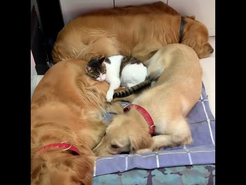 Golden Retrievers And A Cat are The Best Cuddle Buddies In The Planet #dogs #cat