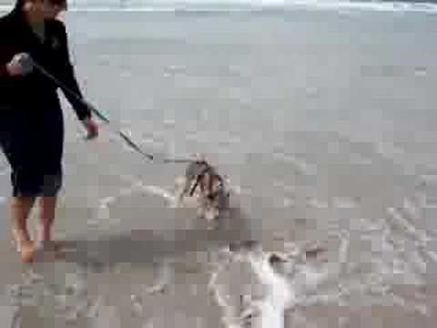 Sufi & Nitro playing on the beach 1