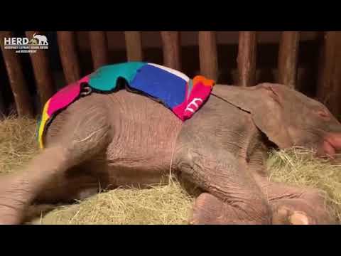 How baby elephant, Khanyisa receives her milk bottles during the night at the orphanage