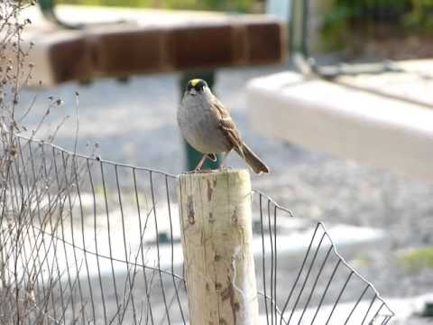 Strnádlik zlatohlavý (Zonotrichia atricapilla) — správanie, biotop a hlas