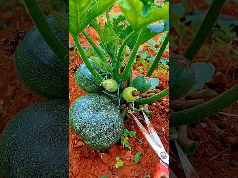 The ULTIMATE Guide to Zucchini Farming Techniques