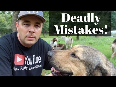 Top 3 DEADLIEST Mistakes New Goat Owners Make