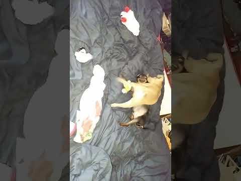 little Miniature Pinschers Zypher and puppy Jack (tan) wrestling mania over a toy.