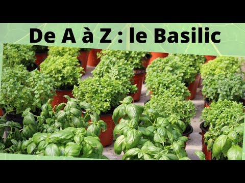 , title : 'De A à Z : le basilic'