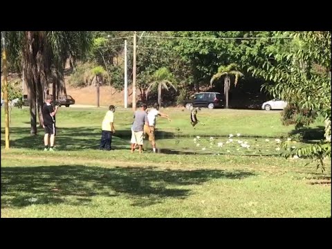 Cão é arremessado em lago de Piracicaba e Polícia Civil aponta maus tratos