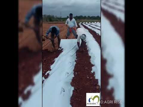 White Agririse Mulching Film