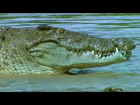 The world of predators | The River | Documentary