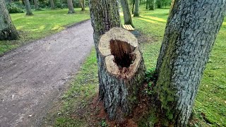 Išoriniam pasauliui gali save pristatyti kaip stiprų. Bet jei viduje papuvę, nulūši papūtus vėjui.