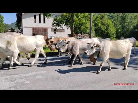 TRANSUMANZA CON LA MELODIA DEI CAMPANACCI DIRETTA IN ALPEGGIO A ROBILANTE (CN) DOM. 2 - 7 -  2023.
