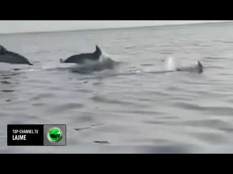Top Channel/ Tufa e delfinëve 'performon' në gjirin e Vlorës