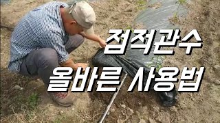 노지고추. 점적관수 제대로 알고쓰자. 모르고 사용한 후기