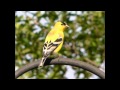 Roger Whittaker - Yellow Bird 