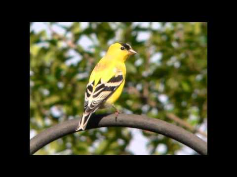 Roger Whittaker - Yellow Bird