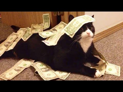 Best Funny Cats Series #11 😹 - cute kittens 😻 - Avni Cats