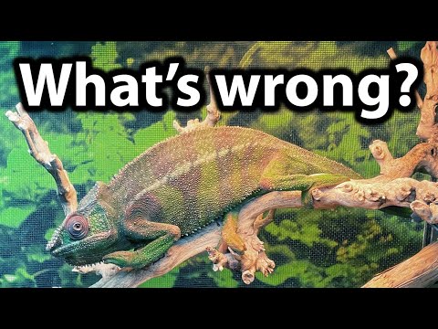 Why is my chameleon a dark color?
