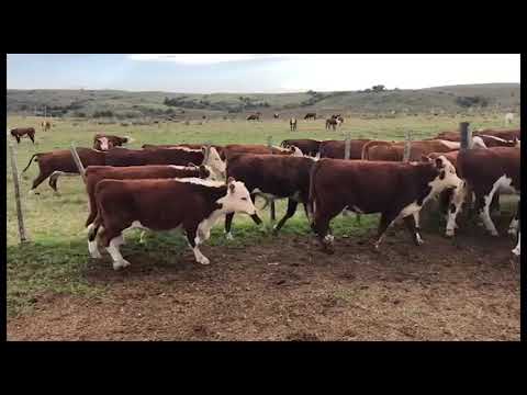 Lote 56 Terneros 53 HEREFORD,  3 HER X HER X NORMANDO) 202kg - , Cerro Largo