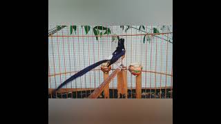 Download lagu Murai batu blorok ekor panjang gacor cocok untuk murai batu yang males bunyi mp3