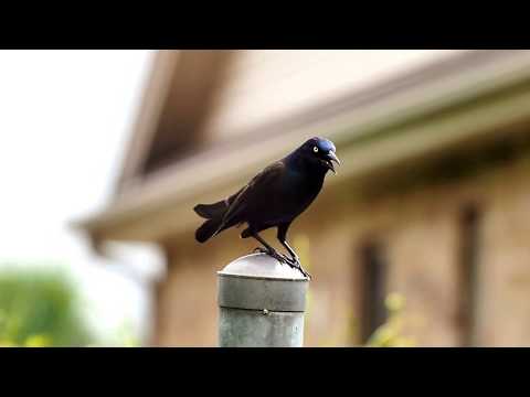 Grackle Chirp - Bird Call and Sound