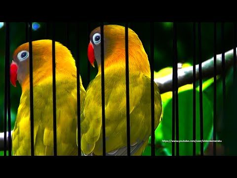 Lovebird Chirping Sounds 4 Hours - Dominant Pied Dark Green Personata