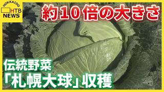 「感慨深いです。」　大きさはふつうのキャベツのおよそ１０倍…札幌の伝統野菜「札幌大球」収穫が行われる