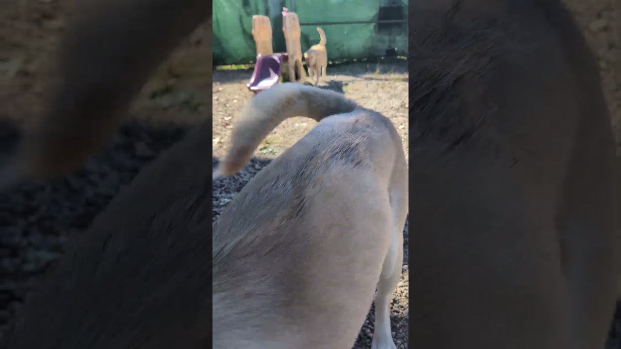 Enlarge Roofus, a Adoptable mixed breed in West Olive, MI video 6/6