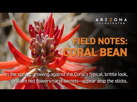 Field Notes: Coral Beans
