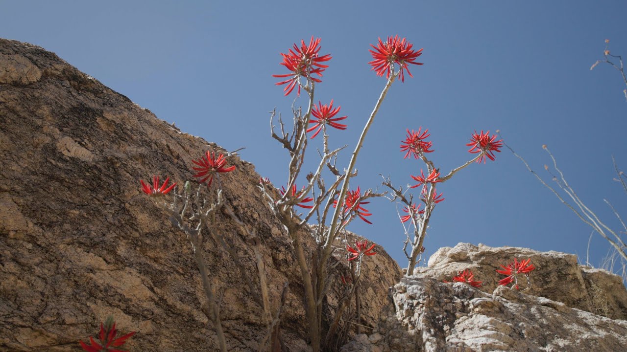 Field Notes: Coral Beans