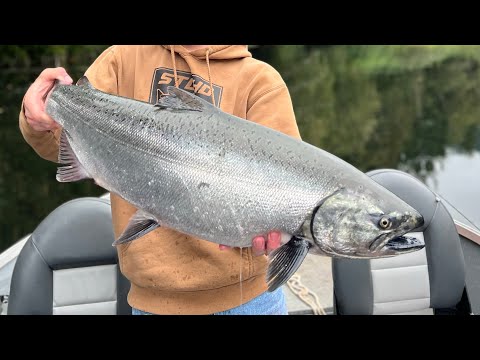 THE BEST chinook salmon trip of the year (INSANE BOBBER DOWNS)