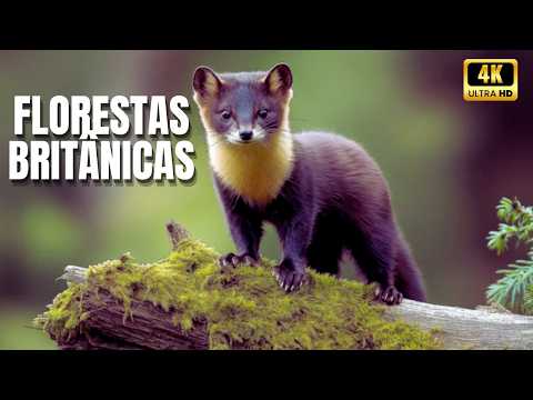 🌳 Mistérios das Florestas Britânicas | Documentário Natureza Selvagem e Vida Animal no Reino Unido