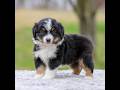Miniature Australian Shepherd dogs for sale: Beverly - Video 1