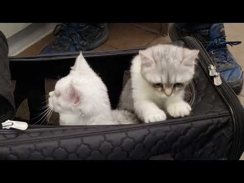 Sashay and Shantay Go Home