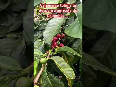 Cajamarca tolima #vistashermosas #viajar #travesia #viajeinolvidable #turismo #viajes