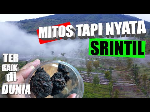 SRINTIL: Mythical But True: The Best Tobacco in the World