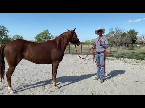 YouTube video about: How to load a stubborn horse into a trailer?